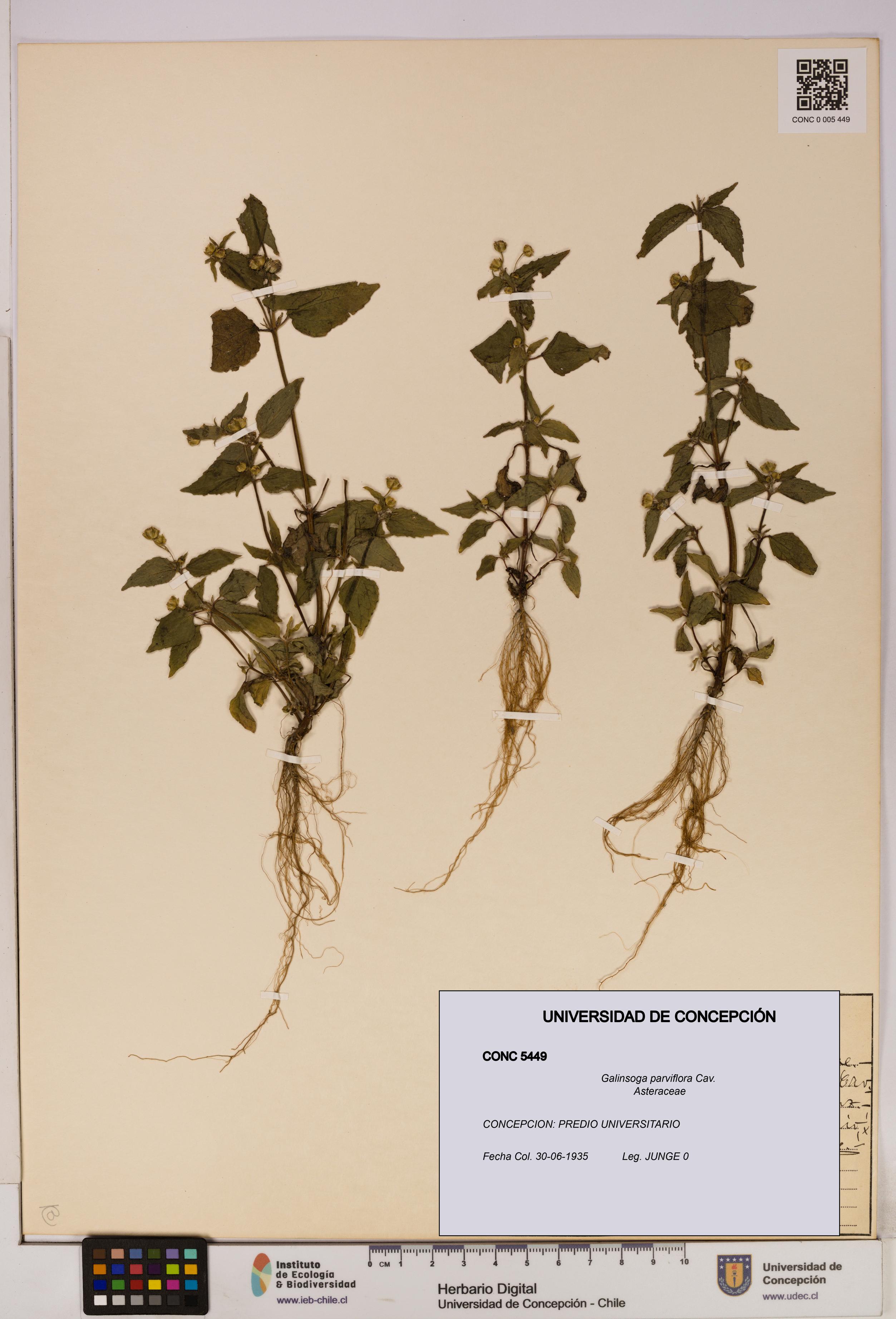 Galinsoga parviflora [Espécimen: UDEC:CONC:0005449]
