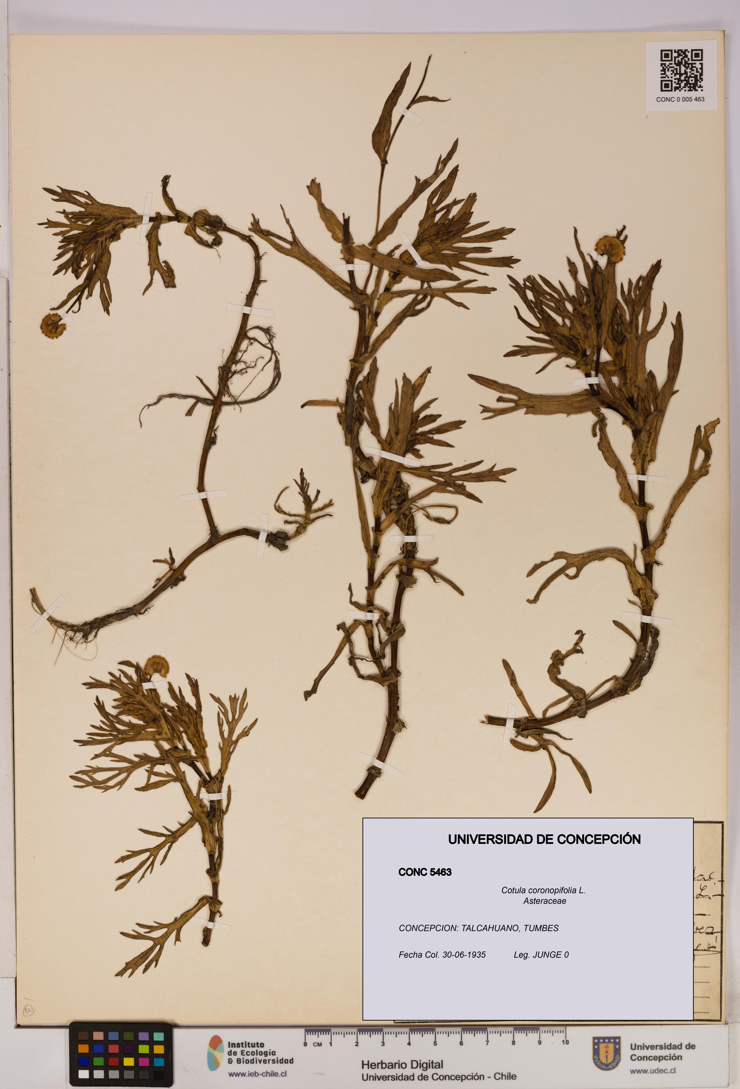 Cotula coronopifolia [Espécimen: UDEC:CONC:0005463]