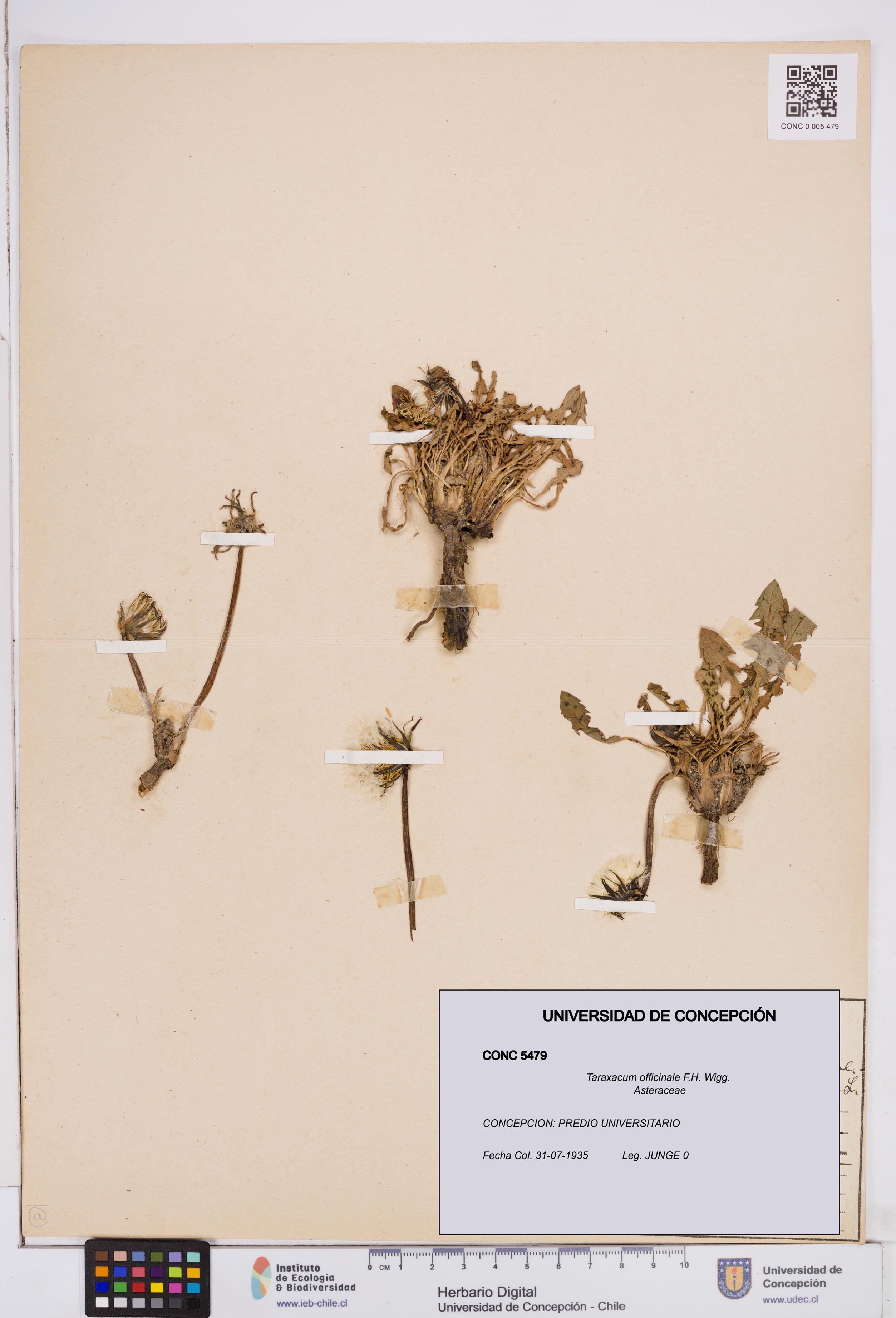 Taraxacum officinale [Espécimen: ]