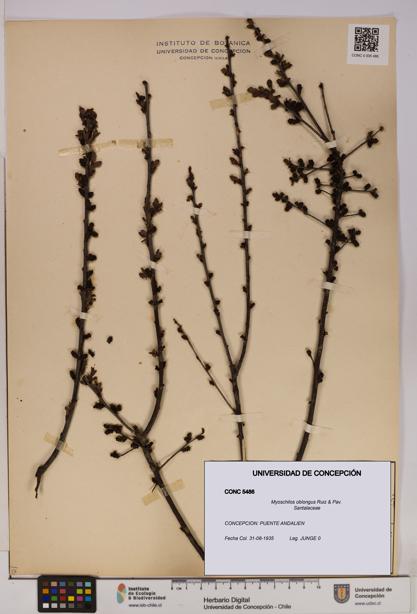 Myoschilos oblongus [Espécimen: UDEC:CONC:0005486]