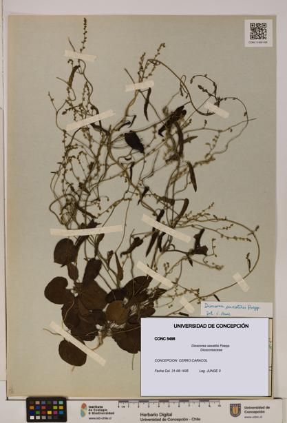 Dioscorea saxatilis [Espécimen: ]