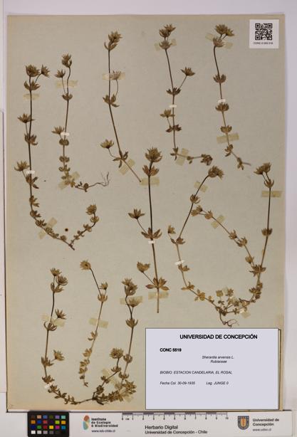 Sherardia arvensis [Espécimen: UDEC:CONC:0005519]