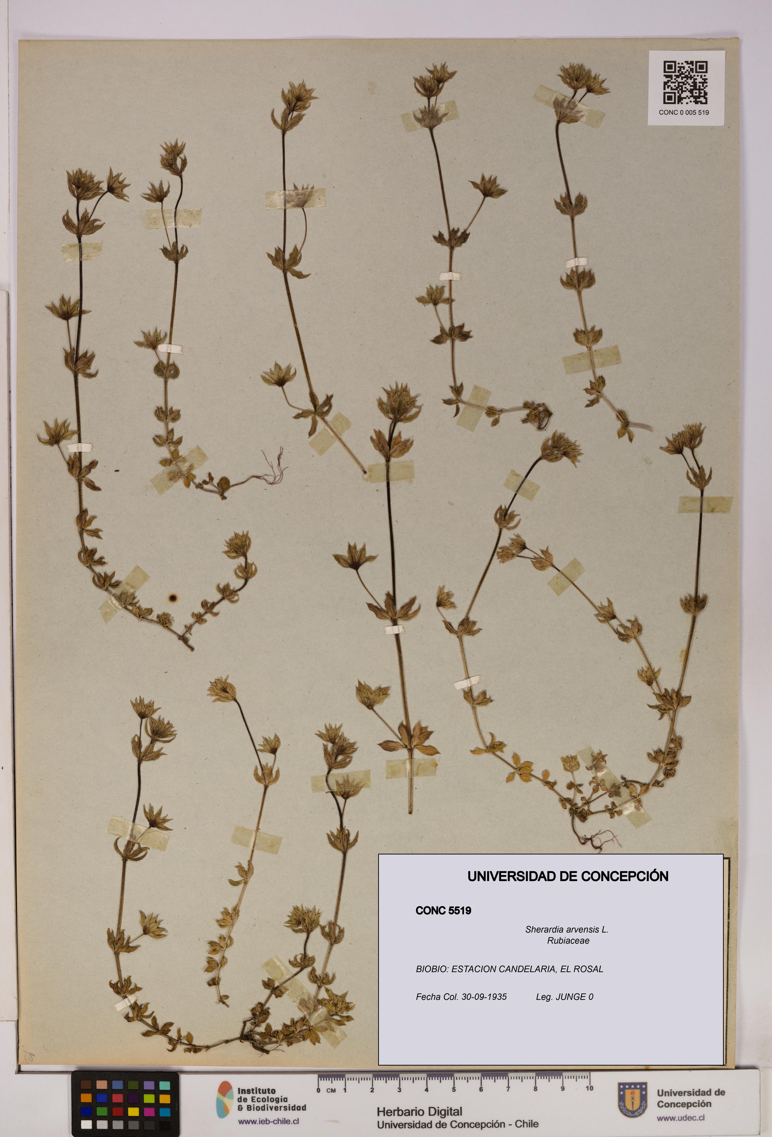 Sherardia arvensis [Espécimen: UDEC:CONC:0005519]