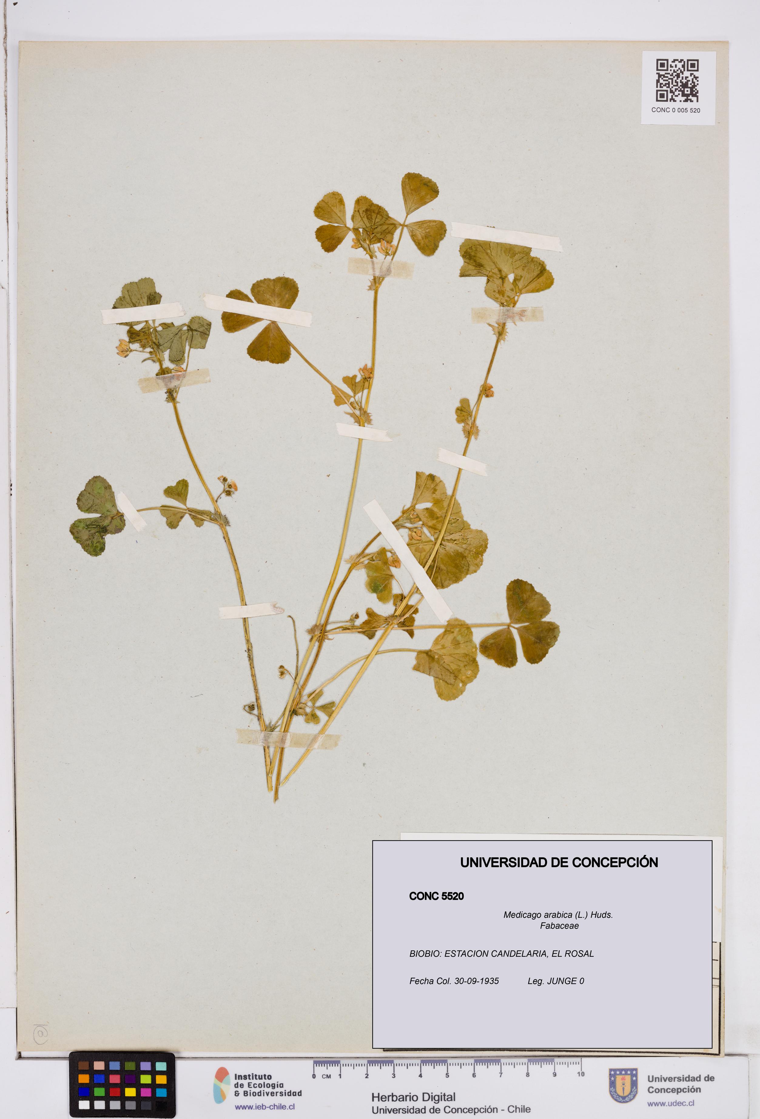 Medicago arabica [Espécimen: ]