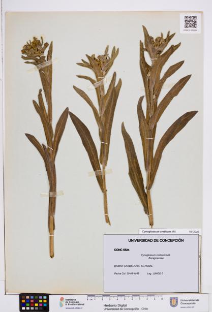 Cynoglossum creticum [Espécimen: ]