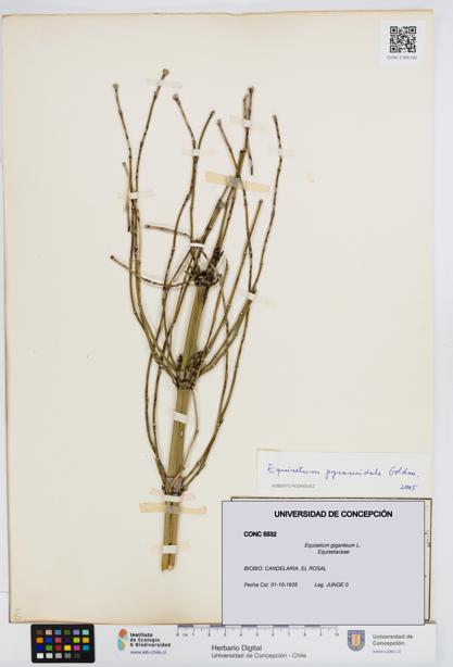 Equisetum giganteum [Espécimen: UDEC:CONC:0005532]