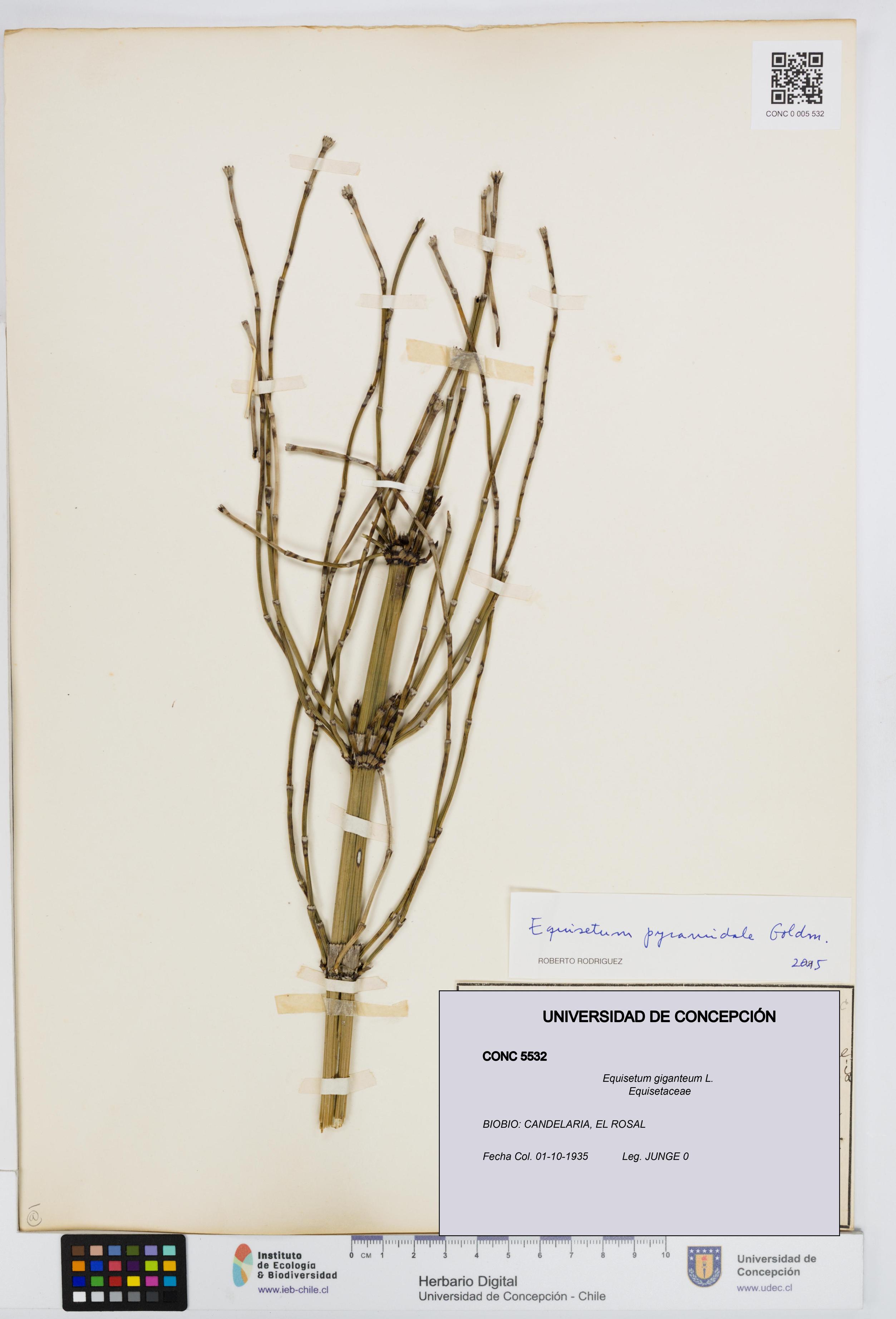 Equisetum giganteum [Espécimen: UDEC:CONC:0005532]