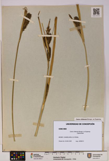 Carex chilensis [Espécimen: UDEC:CONC:0005533]