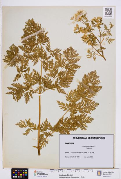 Conium maculatum [Espécimen: ]