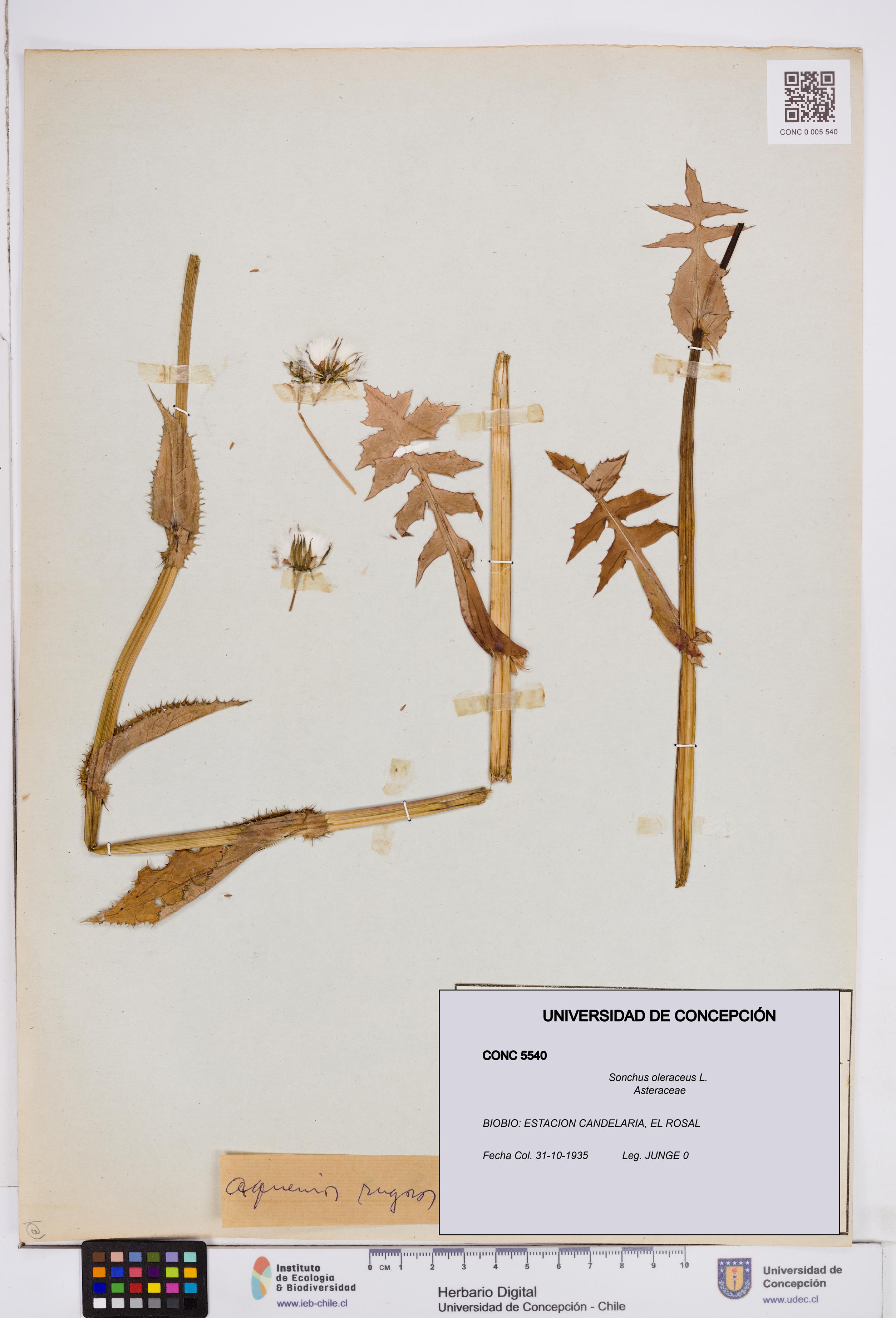 Sonchus oleraceus [Espécimen: ]