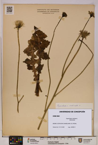 Hypochaeris radicata [Espécimen: UDEC:CONC:0005541]