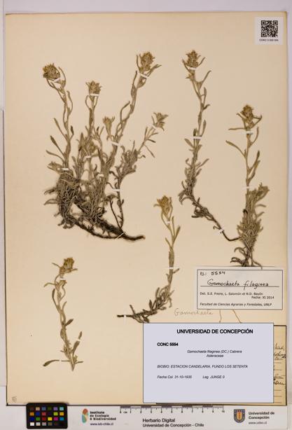 Gamochaeta filaginea [Espécimen: UDEC:CONC:0005554]