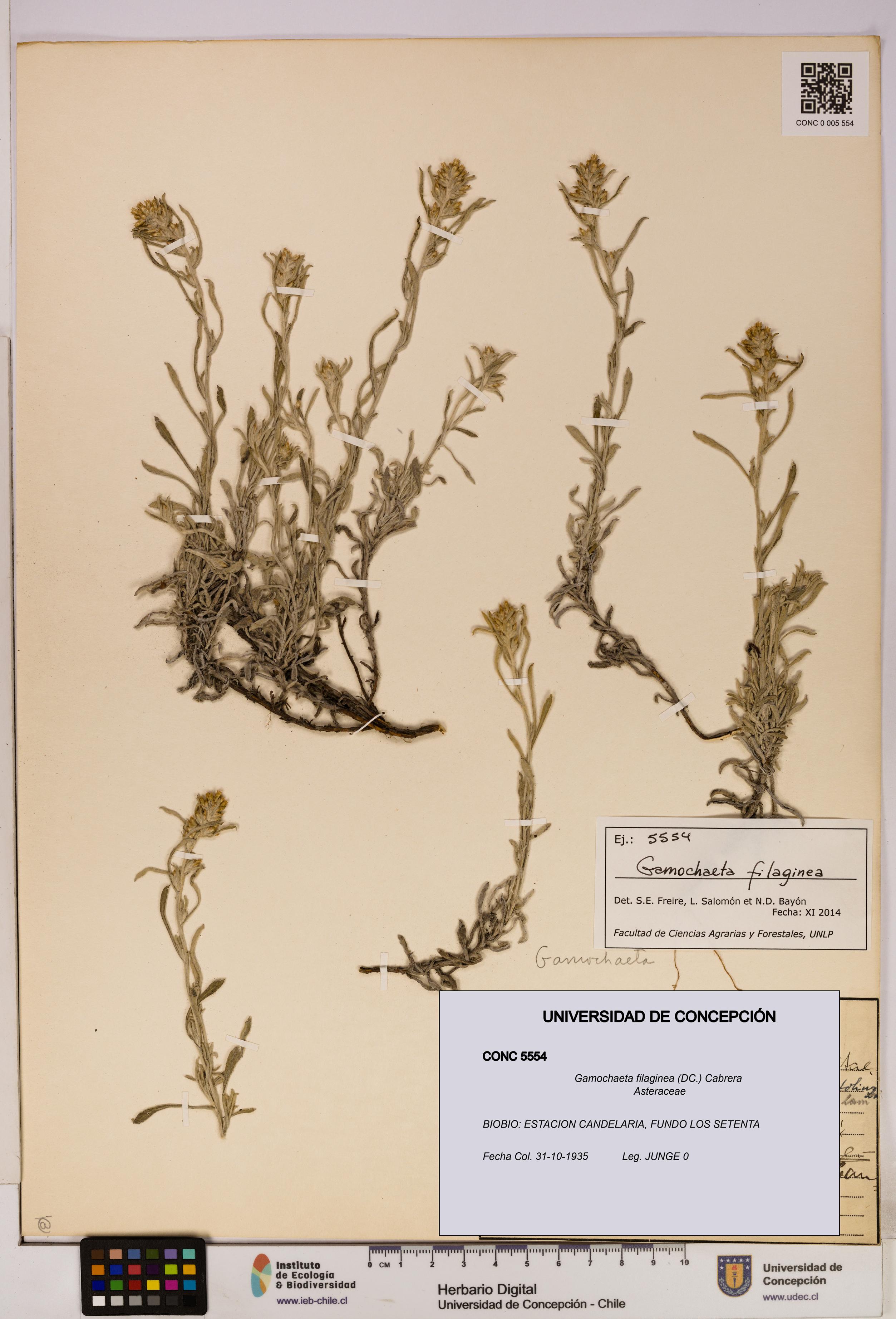 Gamochaeta filaginea [Espécimen: UDEC:CONC:0005554]