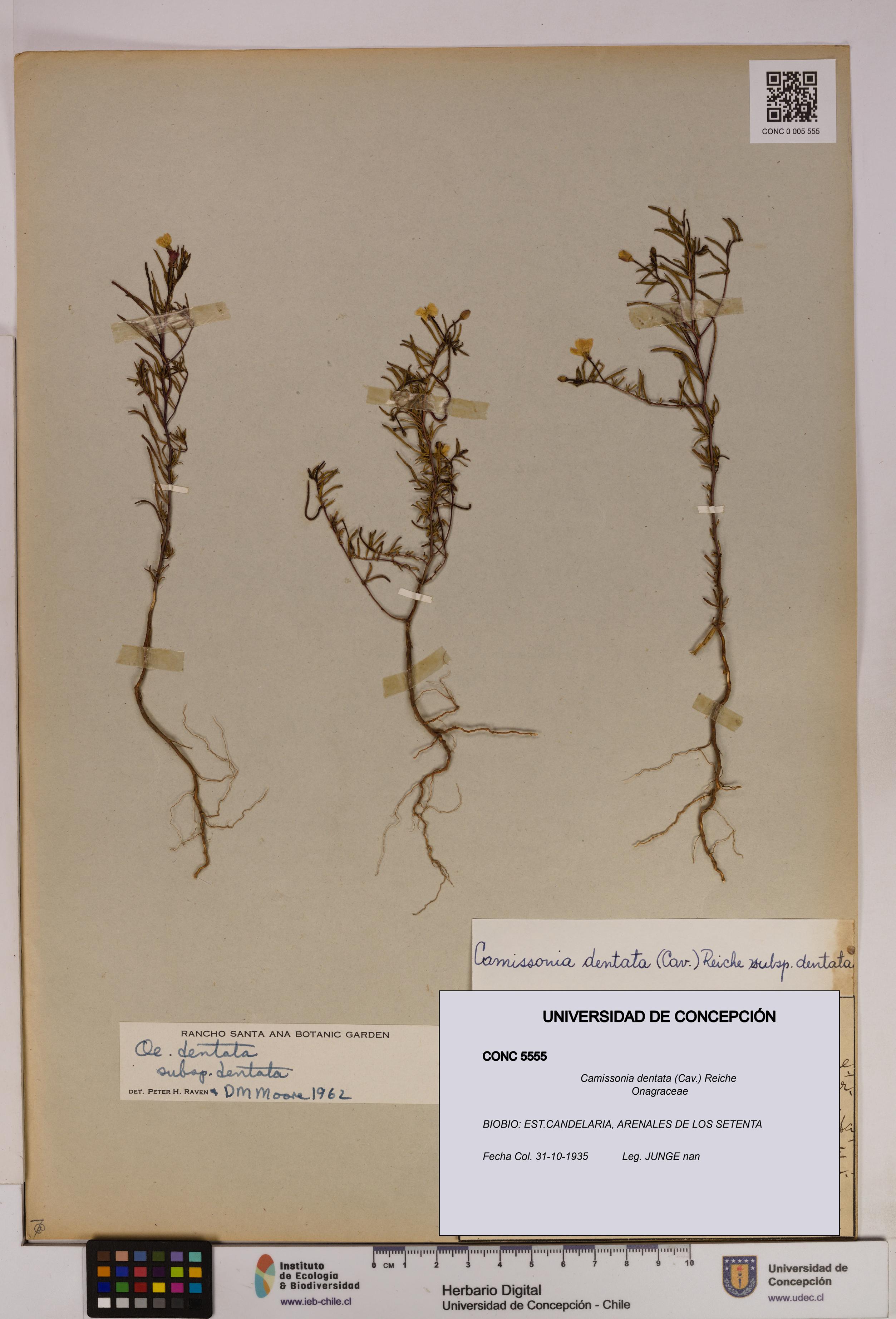 Camissonia dentata [Espécimen: UDEC:CONC:0005555]