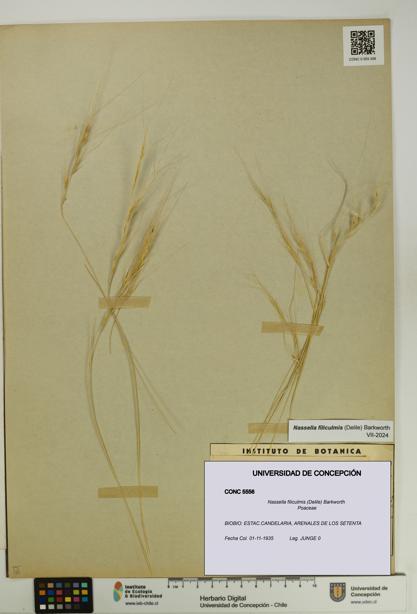 Nassella filiculmis [Espécimen: UDEC:CONC:0005556]
