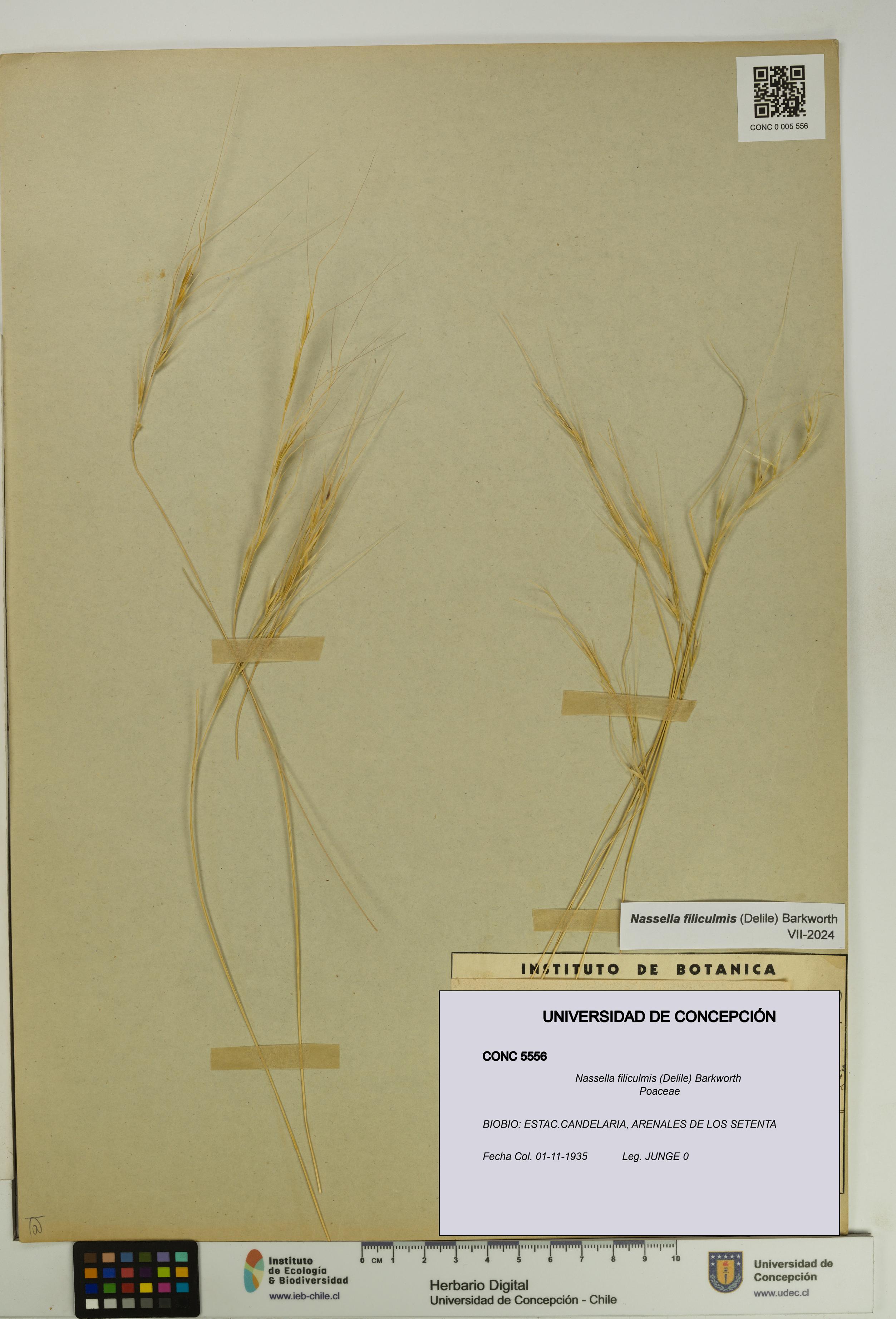 Nassella filiculmis [Espécimen: UDEC:CONC:0005556]