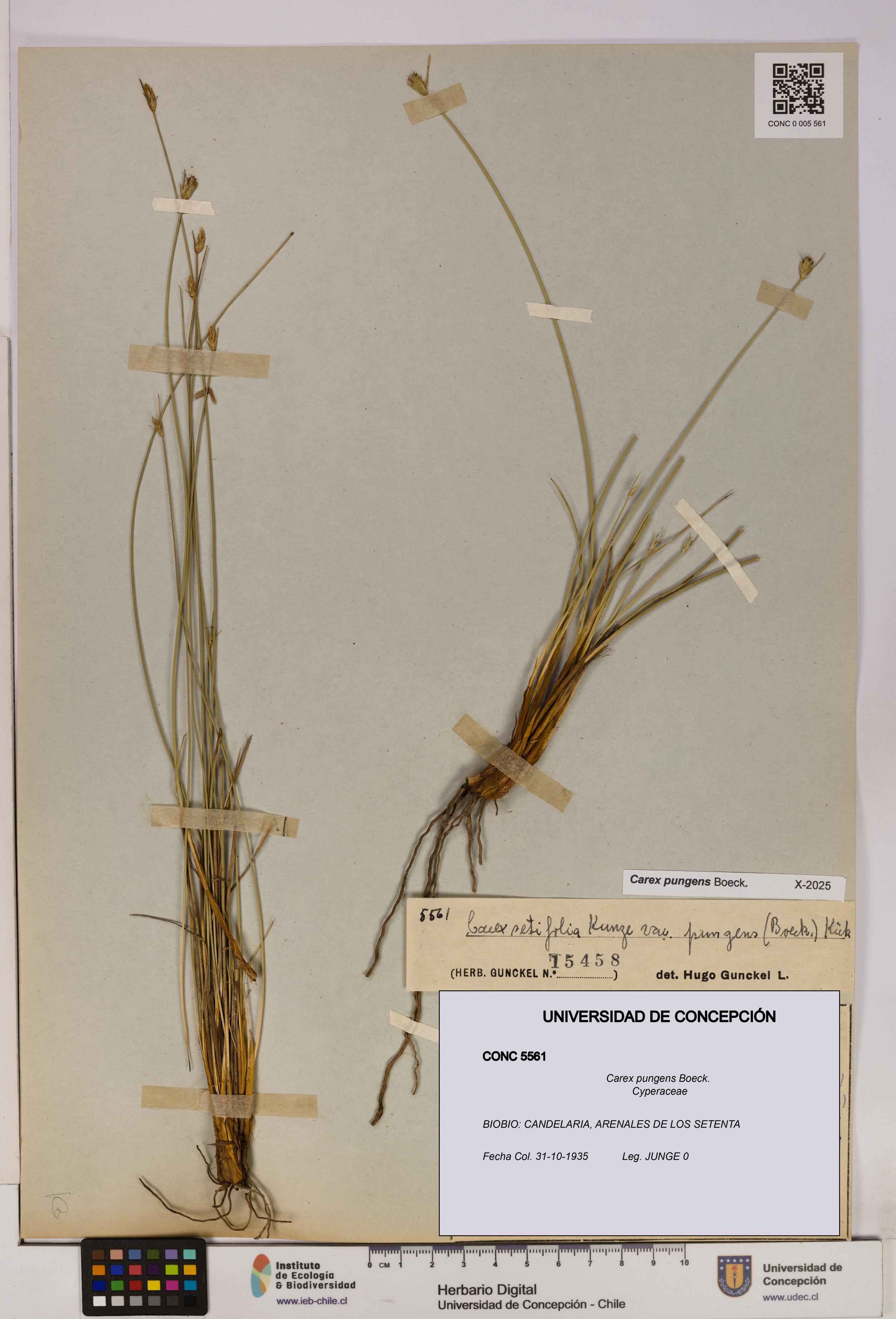 Carex pungens [Espécimen: UDEC:CONC:0005561]