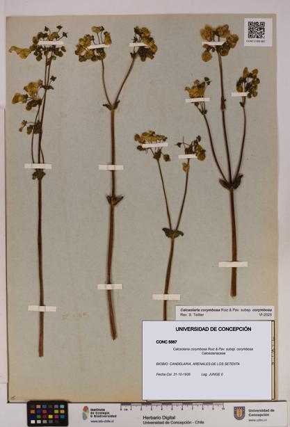 Calceolaria corymbosa [Espécimen: UDEC:CONC:0005567]