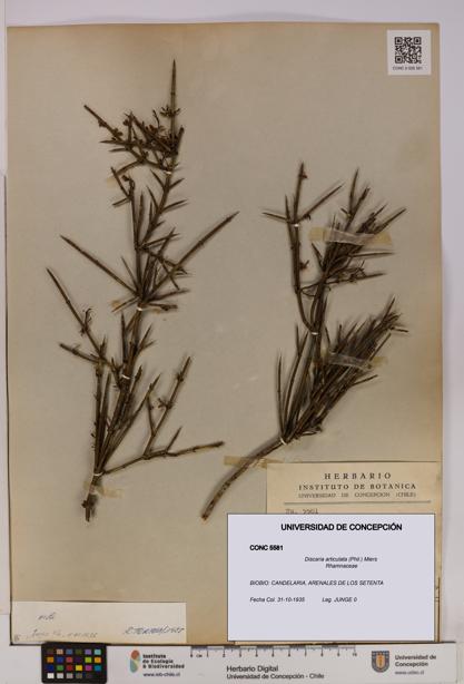Discaria articulata [Espécimen: UDEC:CONC:0005581]