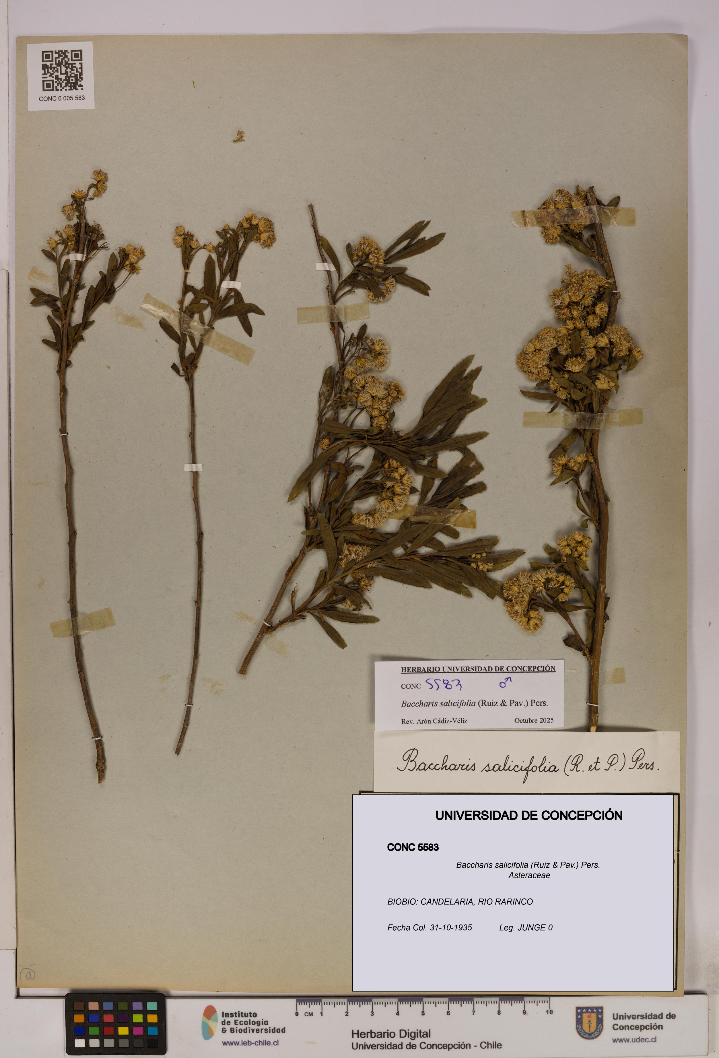 Baccharis salicifolia [Espécimen: UDEC:CONC:0005583]