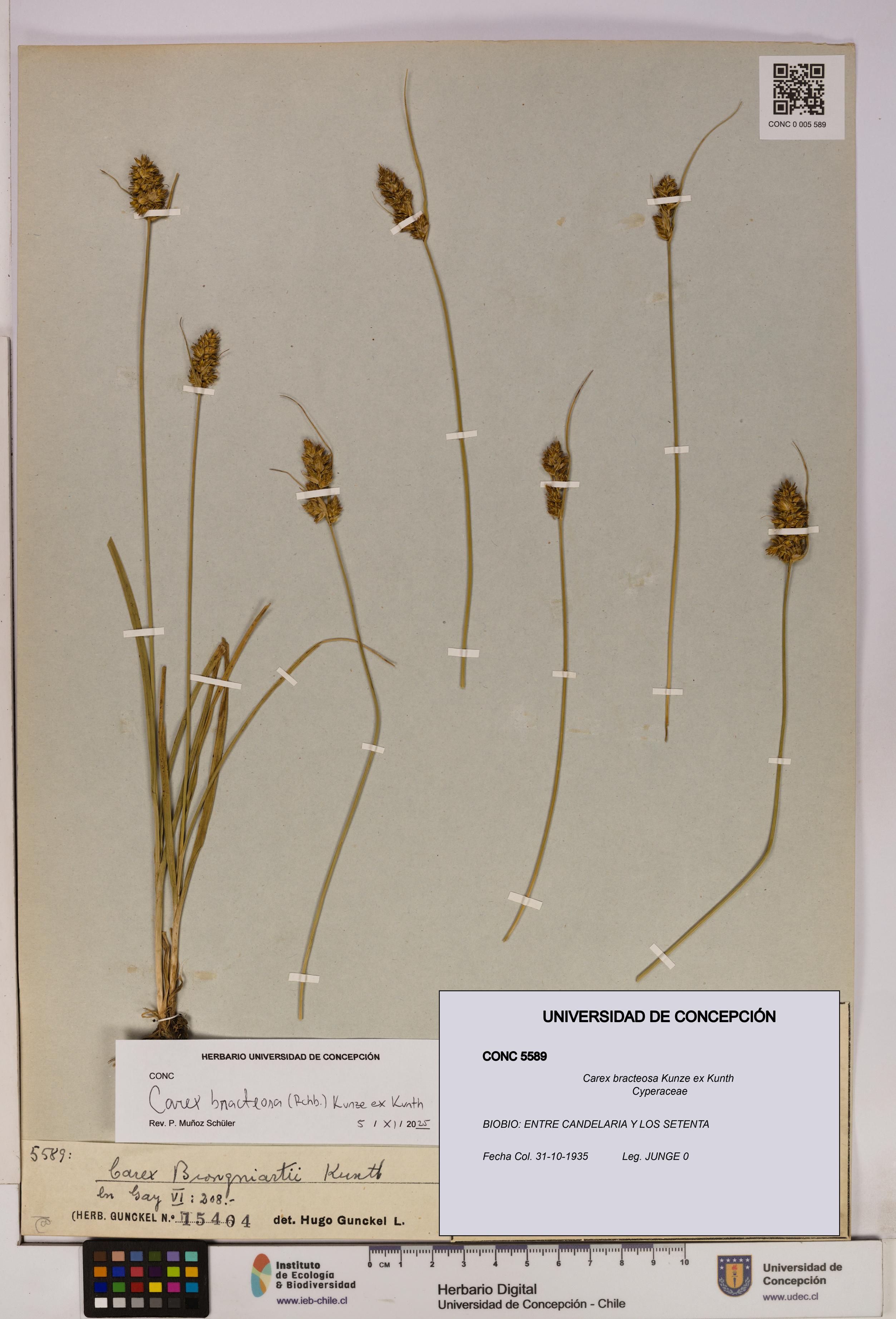 Carex bracteosa [Espécimen: UDEC:CONC:0005589]