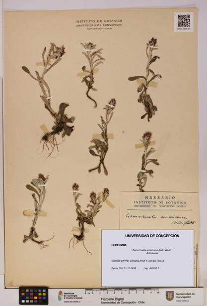 Gamochaeta americana [Espécimen: UDEC:CONC:0005593]