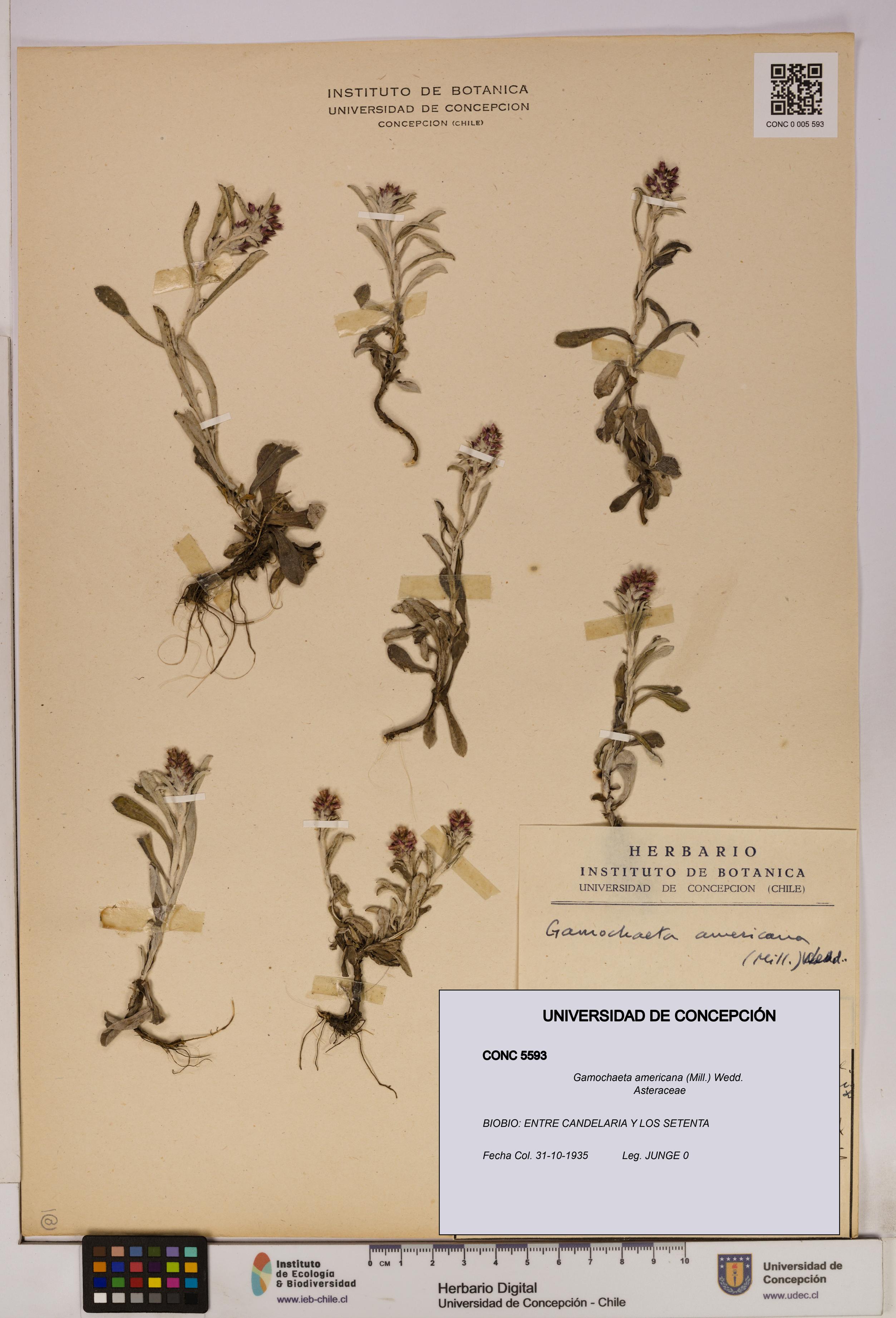 Gamochaeta americana [Espécimen: UDEC:CONC:0005593]