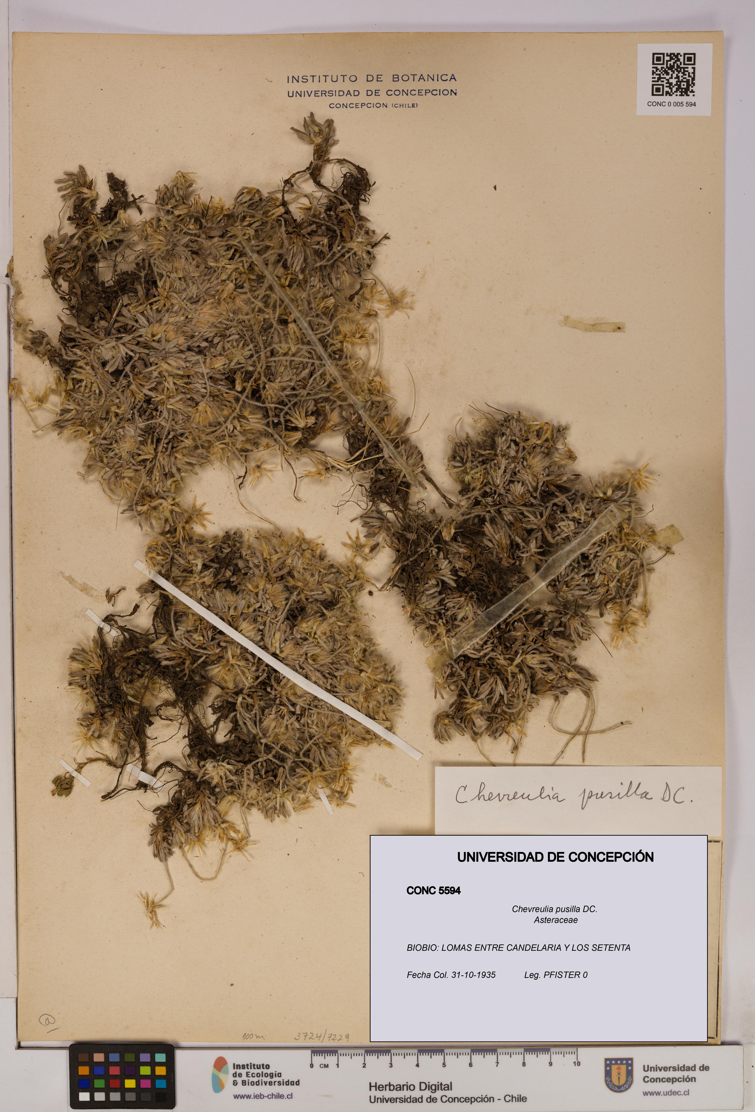 Chevreulia pusilla [Espécimen: UDEC:CONC:0005594]