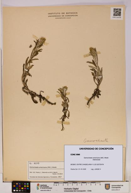 Gamochaeta americana [Espécimen: UDEC:CONC:0005595]