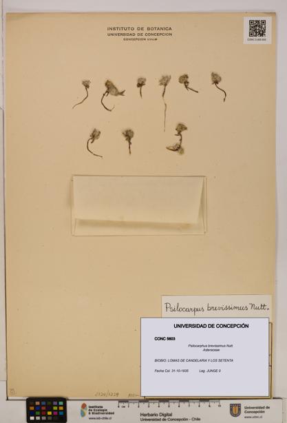 Psilocarphus brevissimus [Espécimen: ]