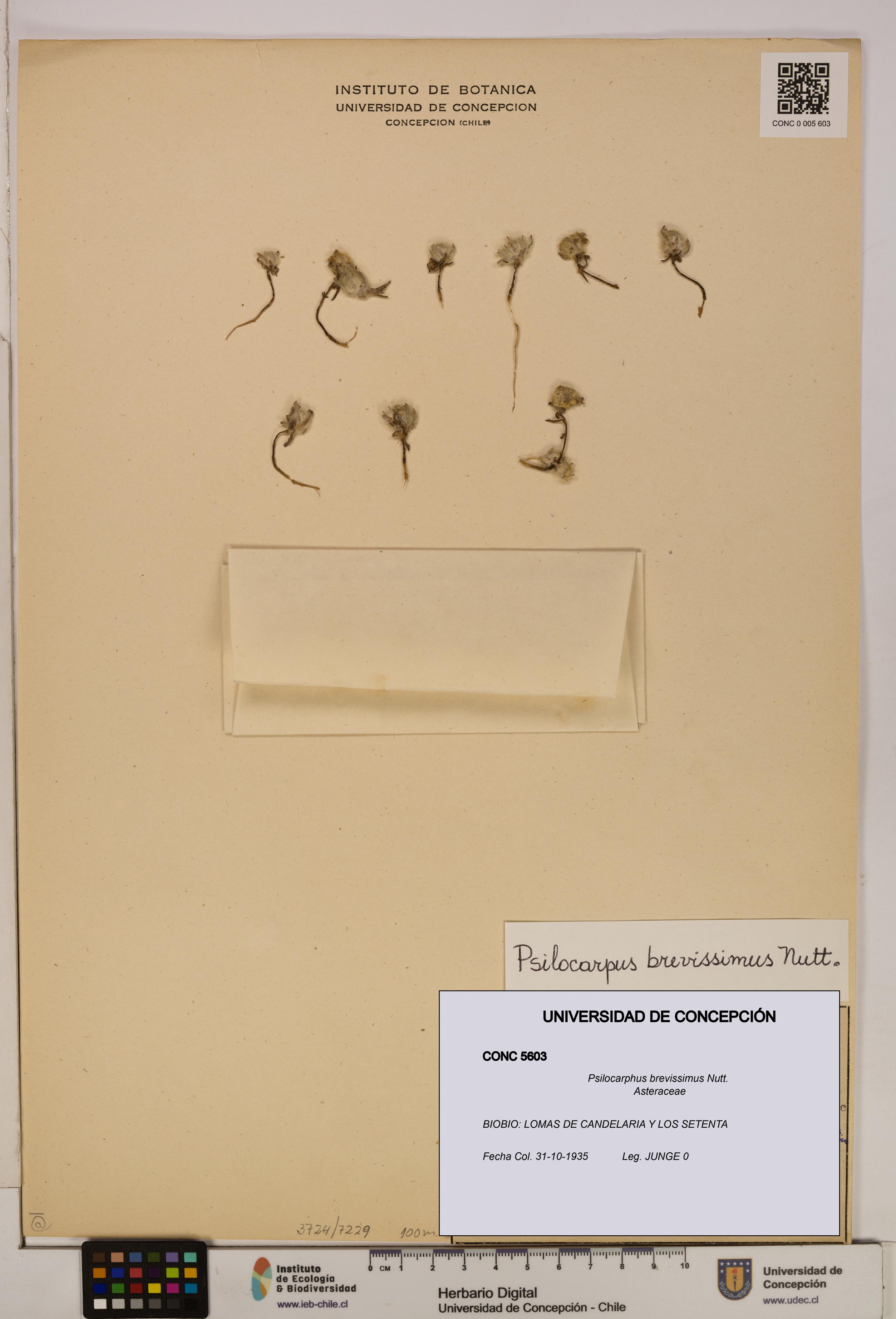 Psilocarphus brevissimus [Espécimen: ]