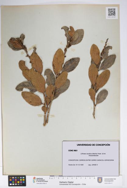 Lithraea caustica [Espécimen: UDEC:CONC:0005621]