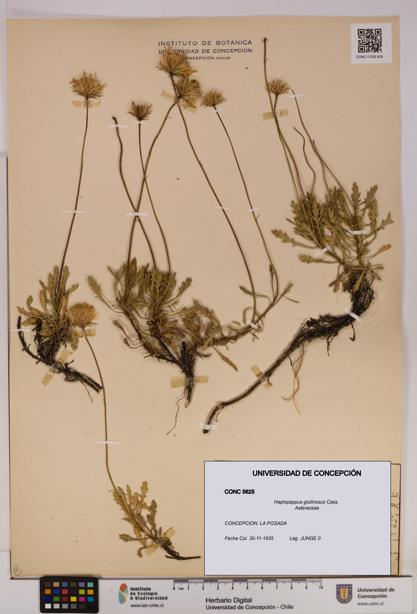 Haplopappus glutinosus [Espécimen: UDEC:CONC:0005625]