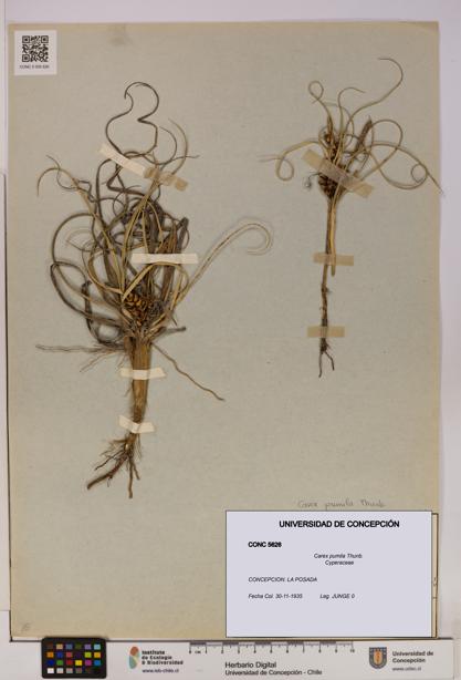 Carex pumila [Espécimen: UDEC:CONC:0005626]