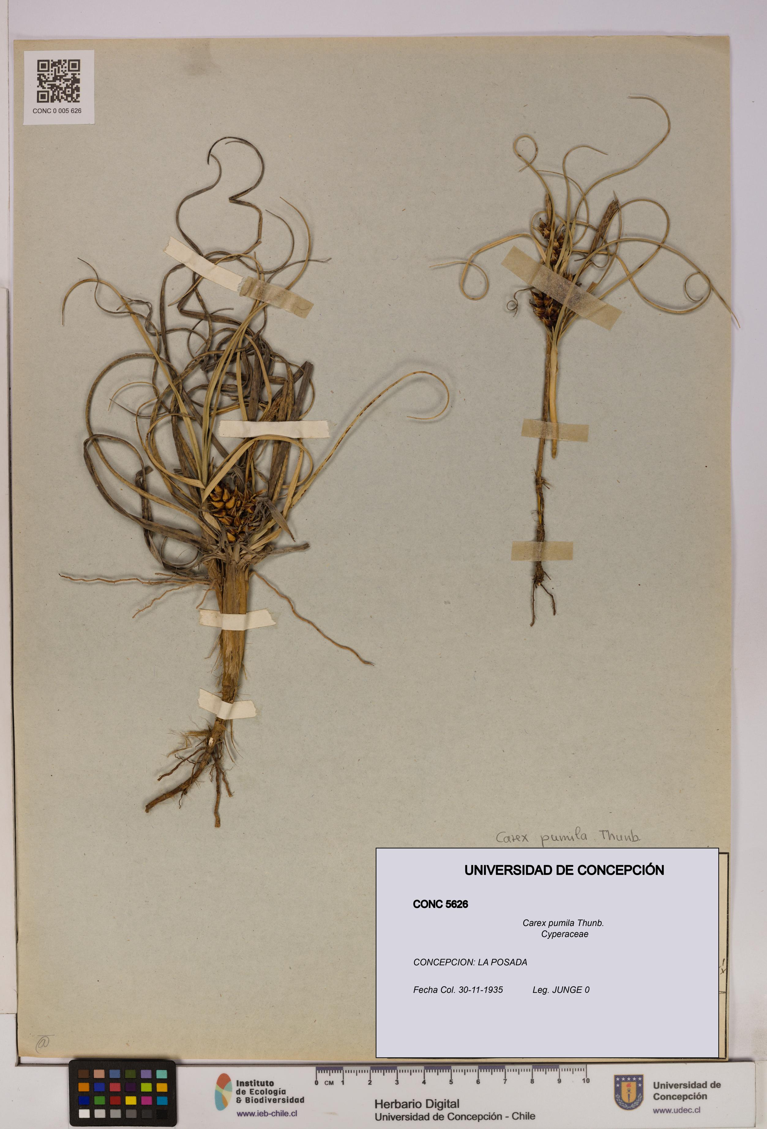 Carex pumila [Espécimen: UDEC:CONC:0005626]