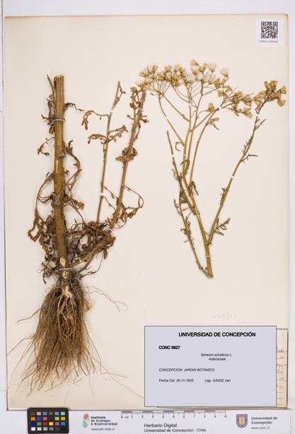 Senecio sylvaticus [Espécimen: ]