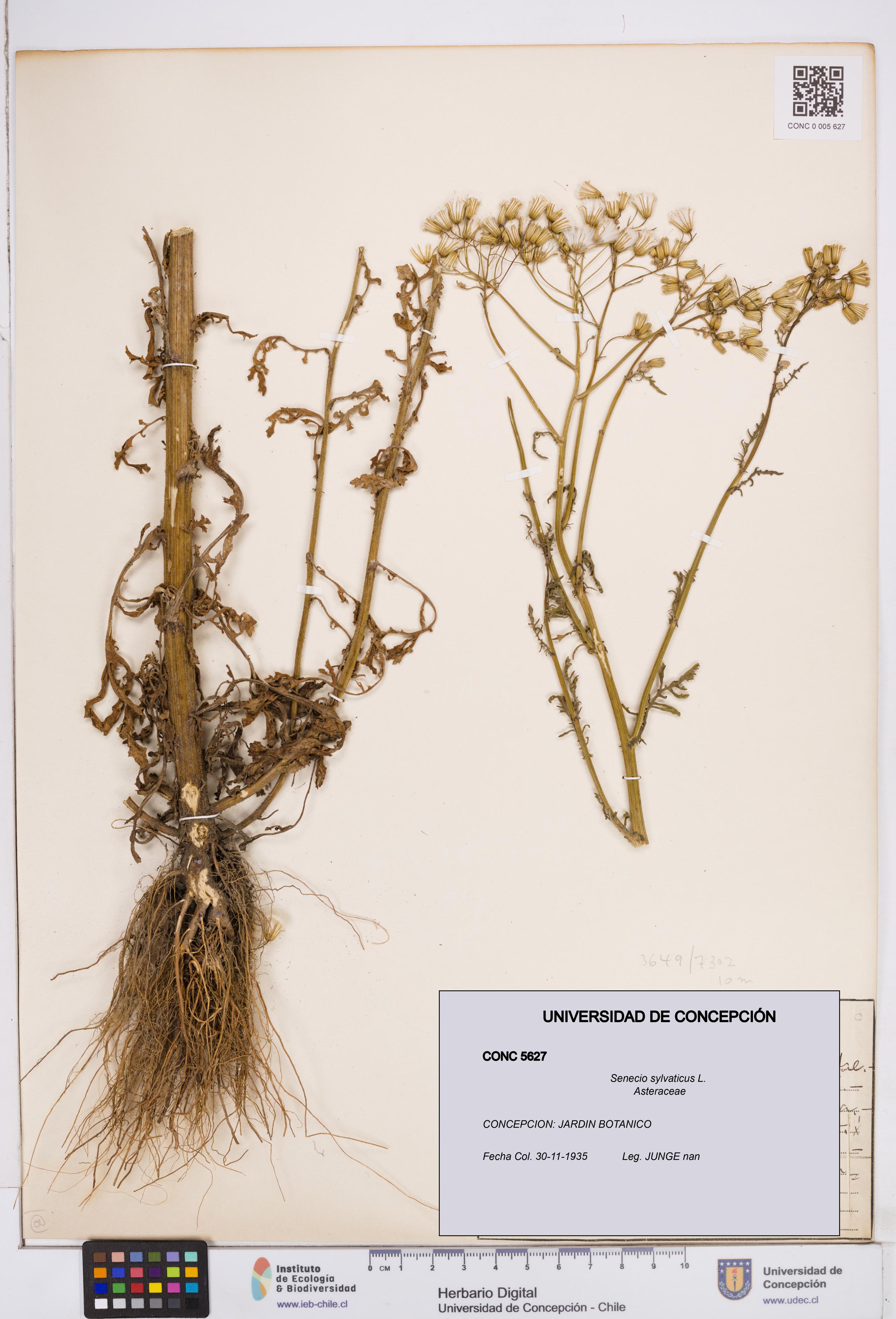 Senecio sylvaticus [Espécimen: ]