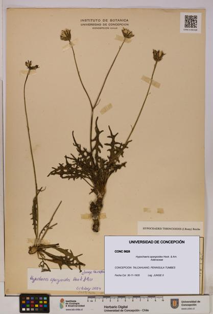 Hypochaeris apargioides [Espécimen: UDEC:CONC:0005628]