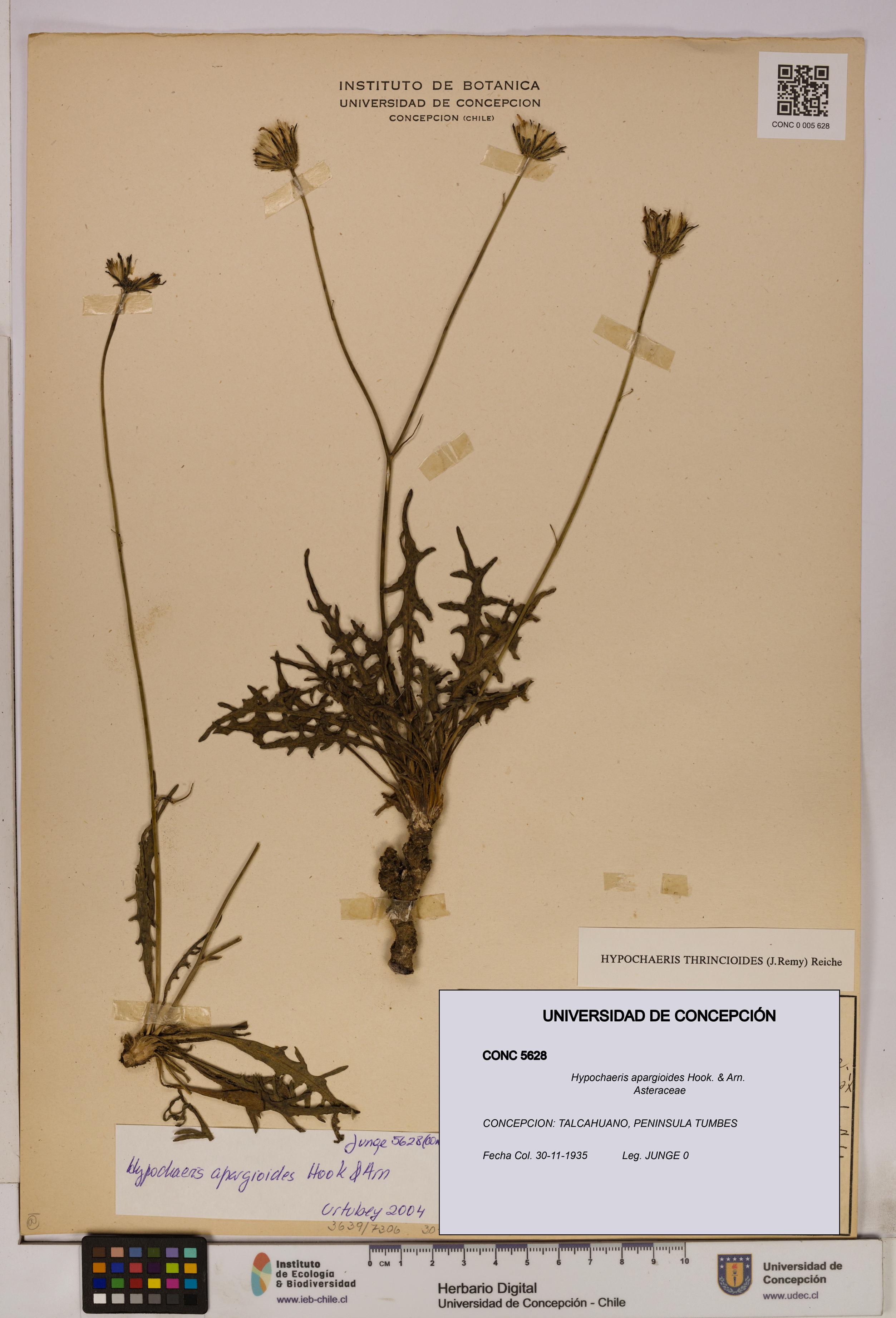 Hypochaeris apargioides [Espécimen: UDEC:CONC:0005628]