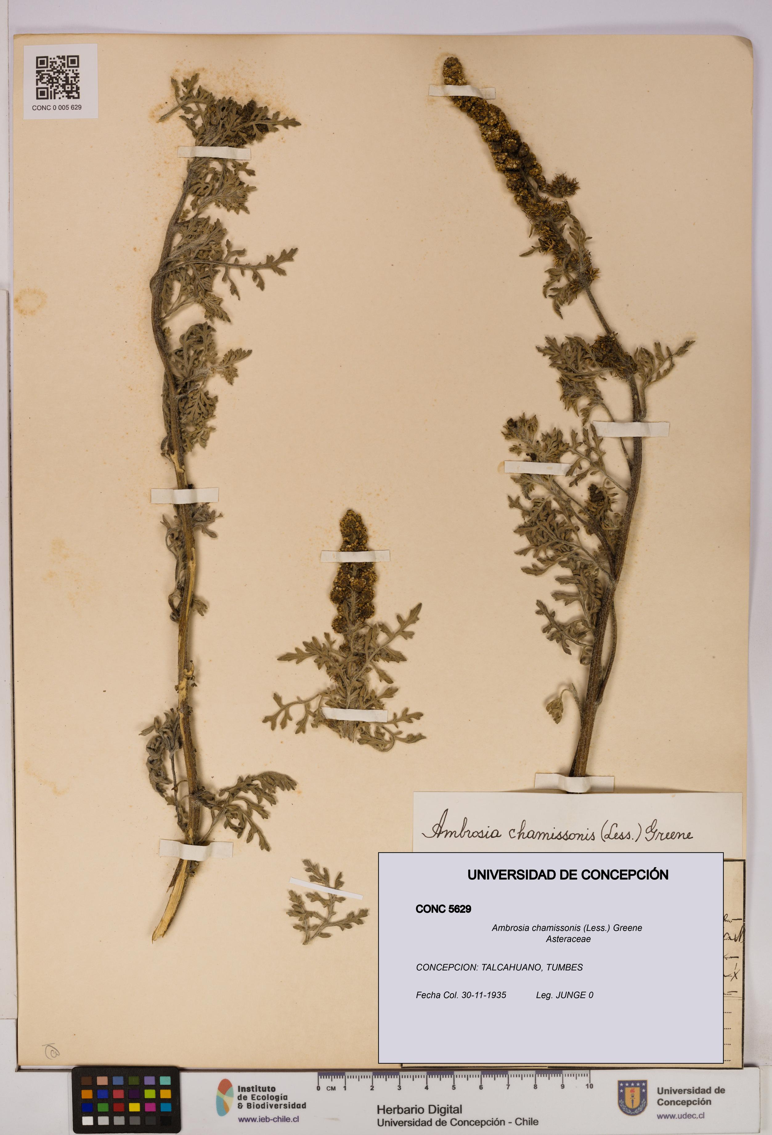 Ambrosia chamissonis [Espécimen: UDEC:CONC:0005629]