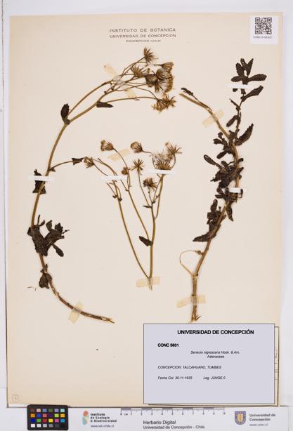 Senecio nigrescens [Espécimen: ]