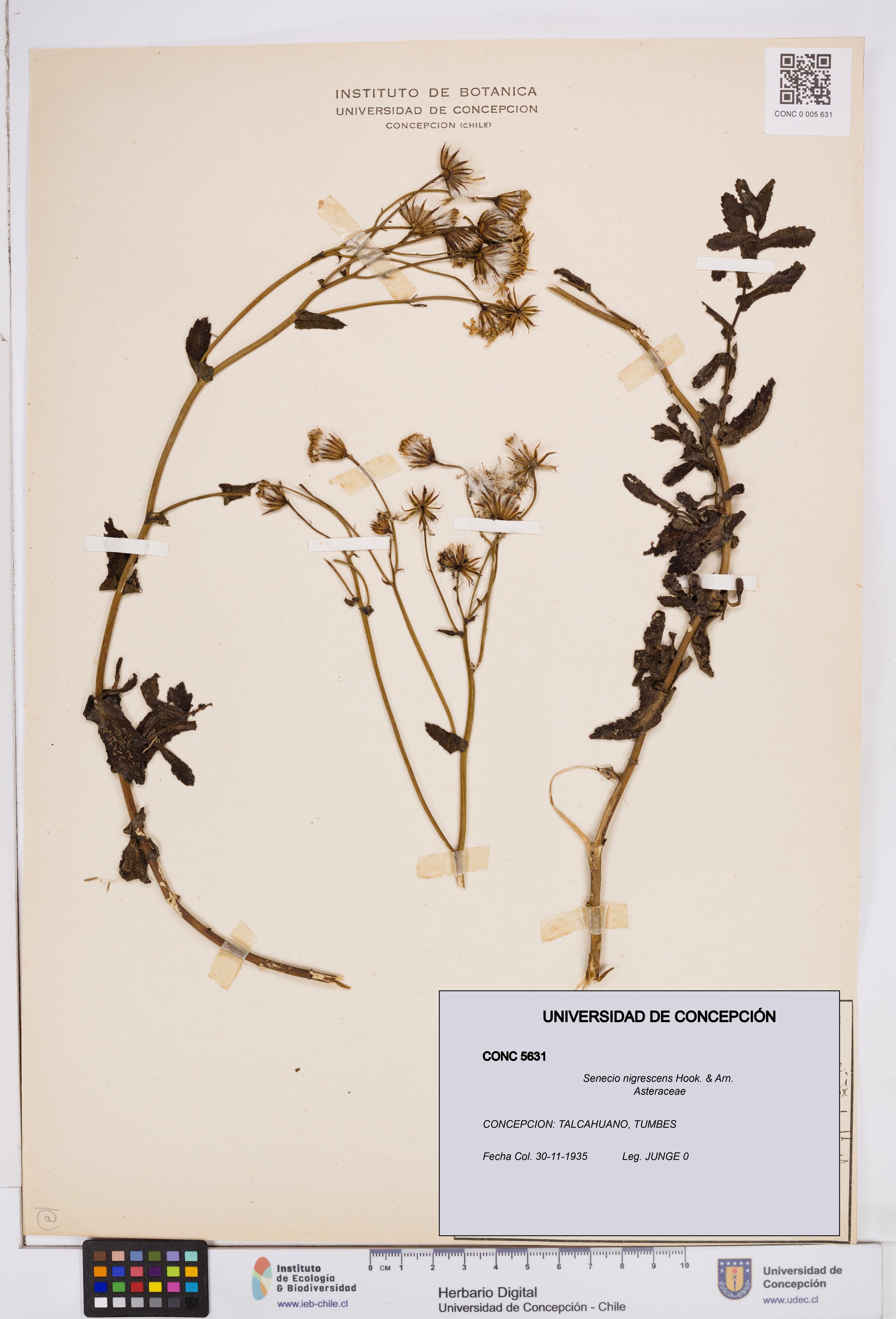 Senecio nigrescens [Espécimen: ]