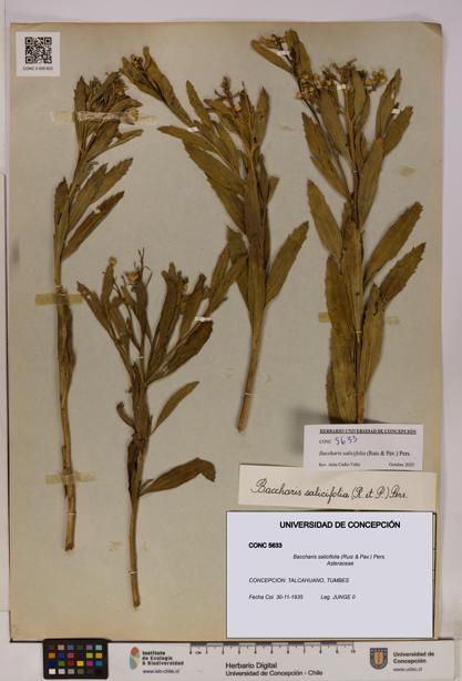 Baccharis salicifolia [Espécimen: UDEC:CONC:0005633]