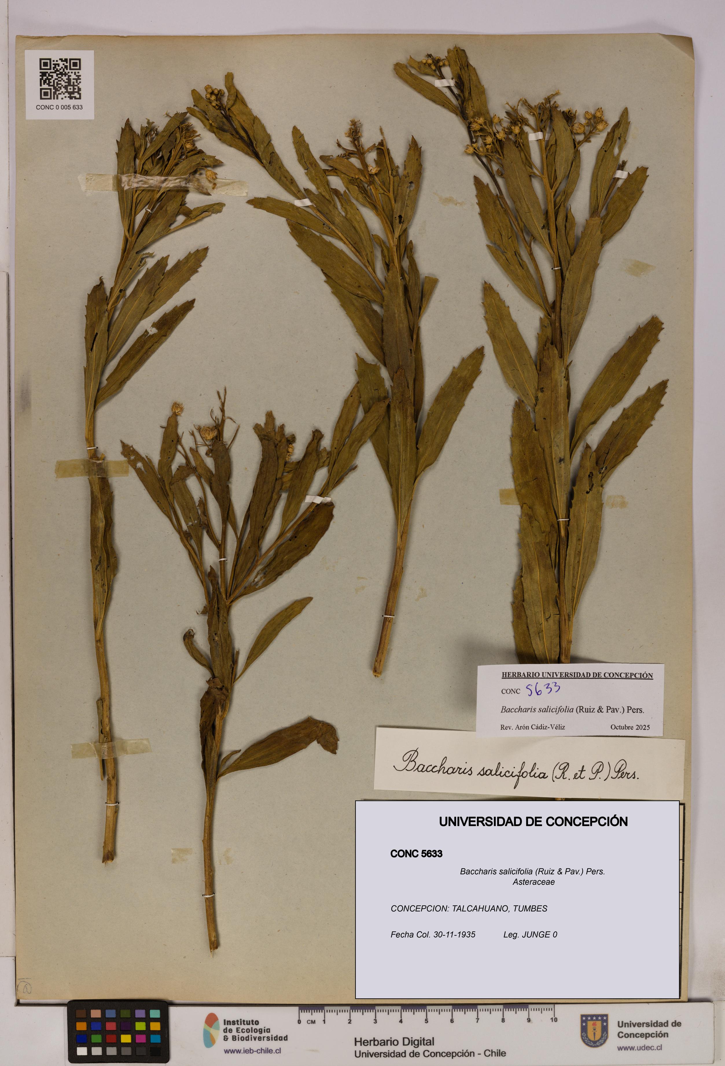 Baccharis salicifolia [Espécimen: UDEC:CONC:0005633]