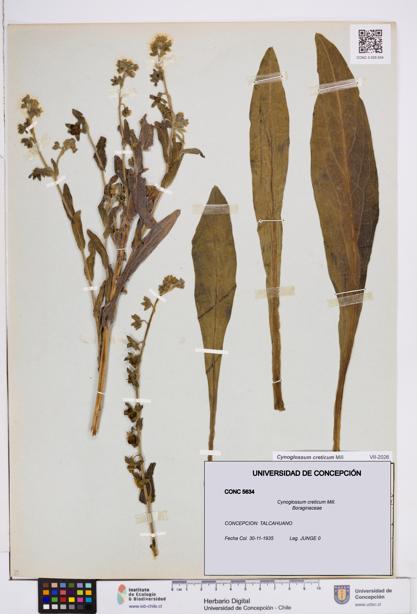 Cynoglossum creticum [Espécimen: ]