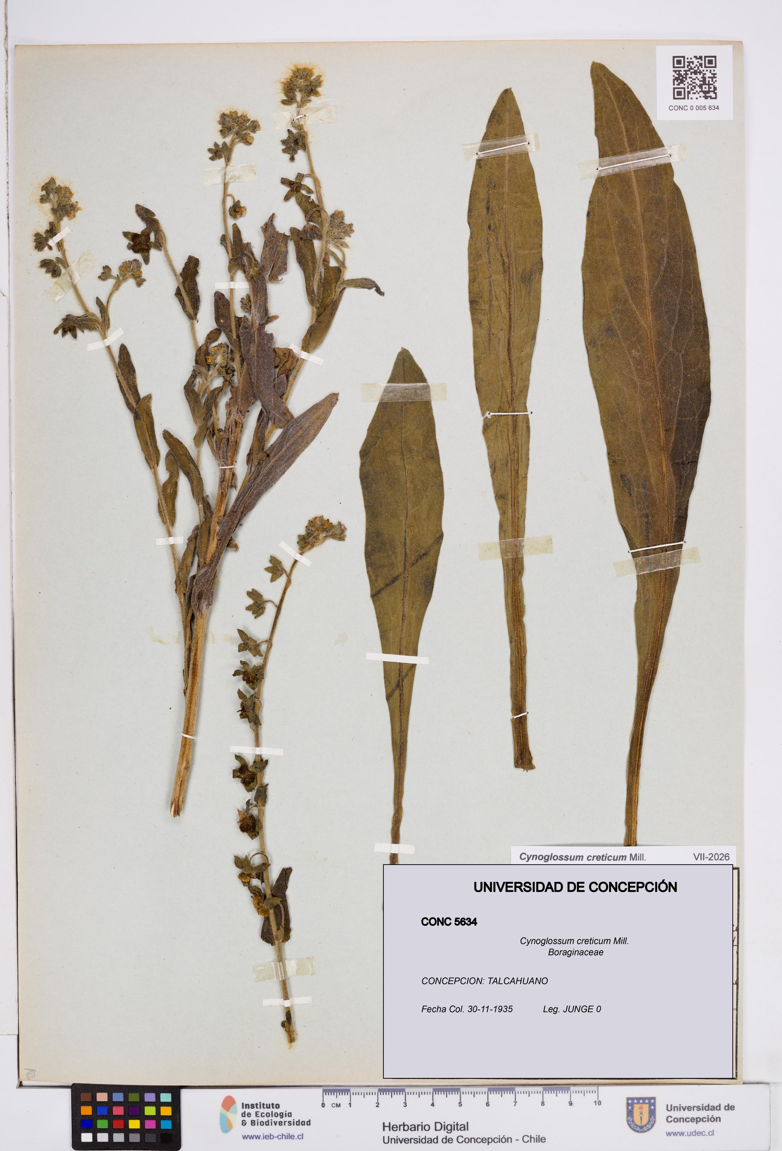Cynoglossum creticum [Espécimen: ]