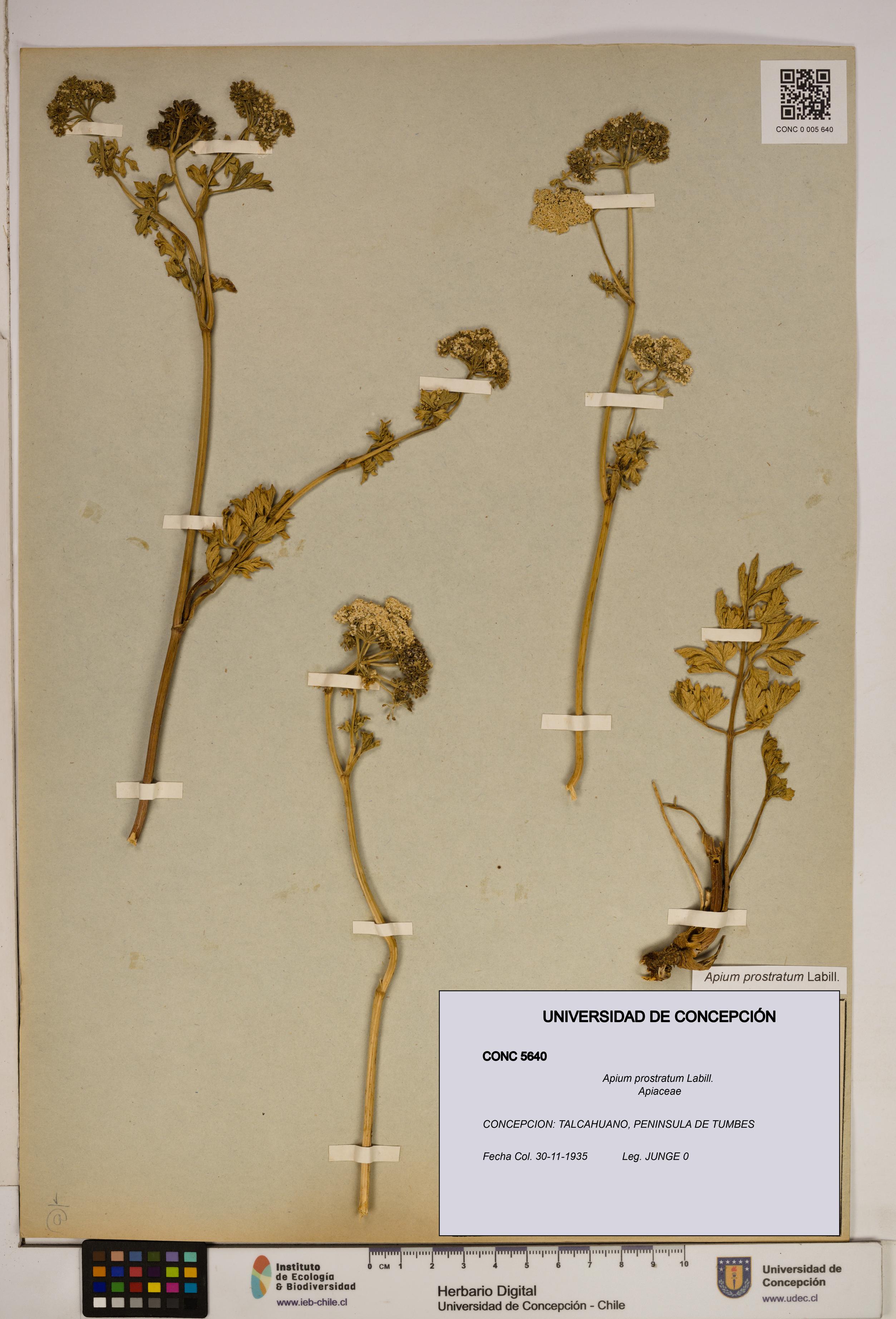 Apium prostratum [Espécimen: ]