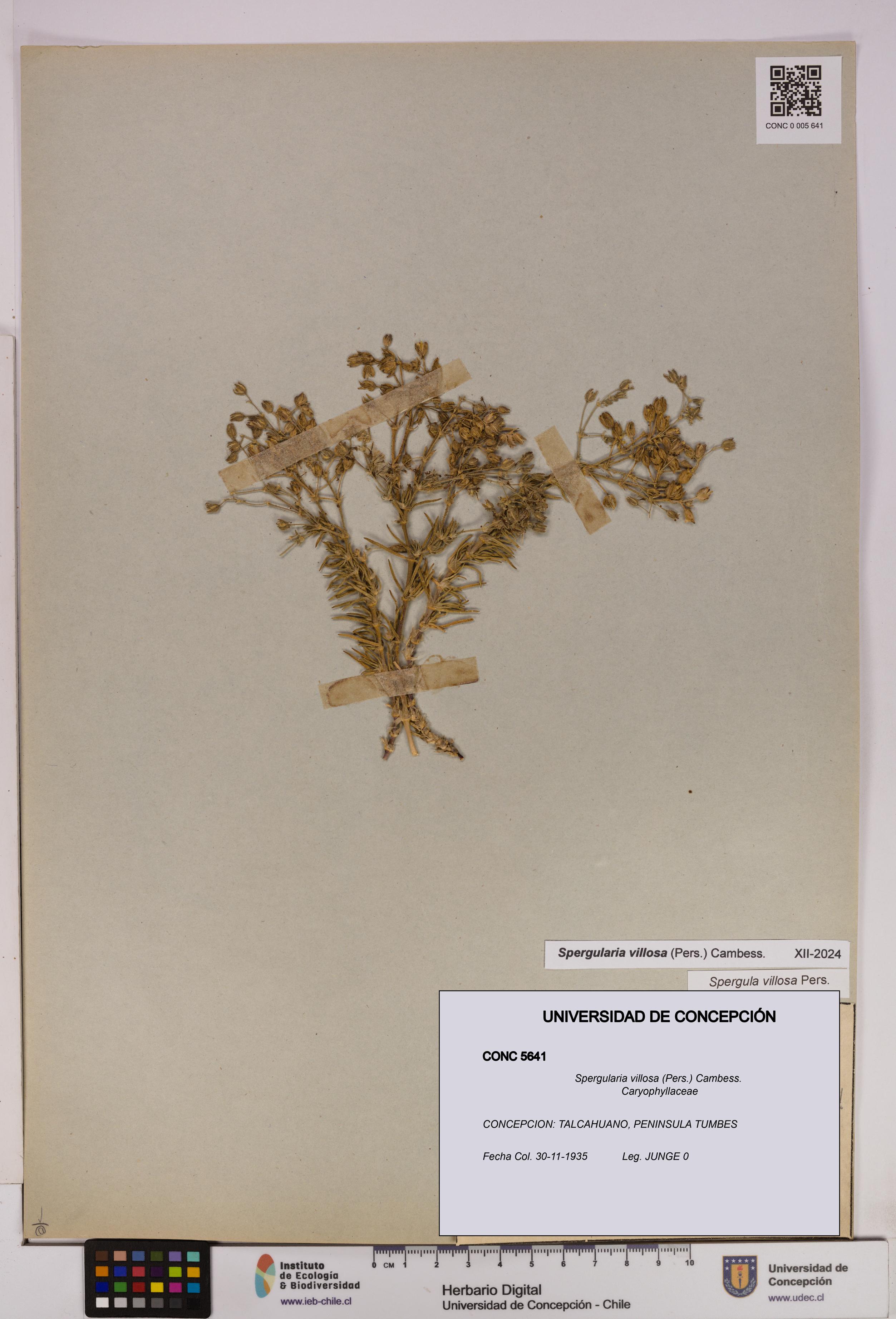 Spergularia villosa [Espécimen: UDEC:CONC:0005641]