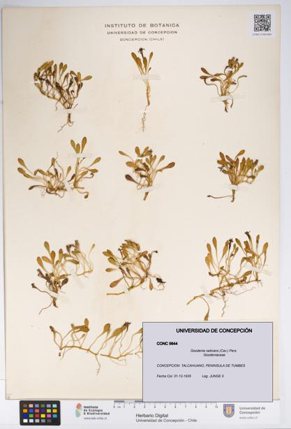 Goodenia radicans [Espécimen: UDEC:CONC:0005644]