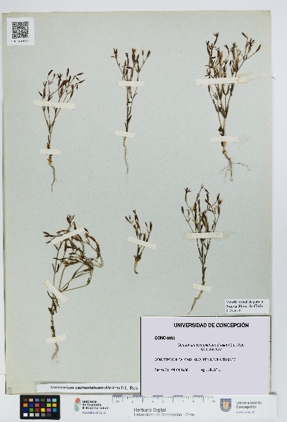 Centaurium cachanlahuen [Espécimen: UDEC:CONC:0005650]